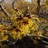 Hamamelis japonica Arborea -- Japanische Zaubernuss 'Arborea'